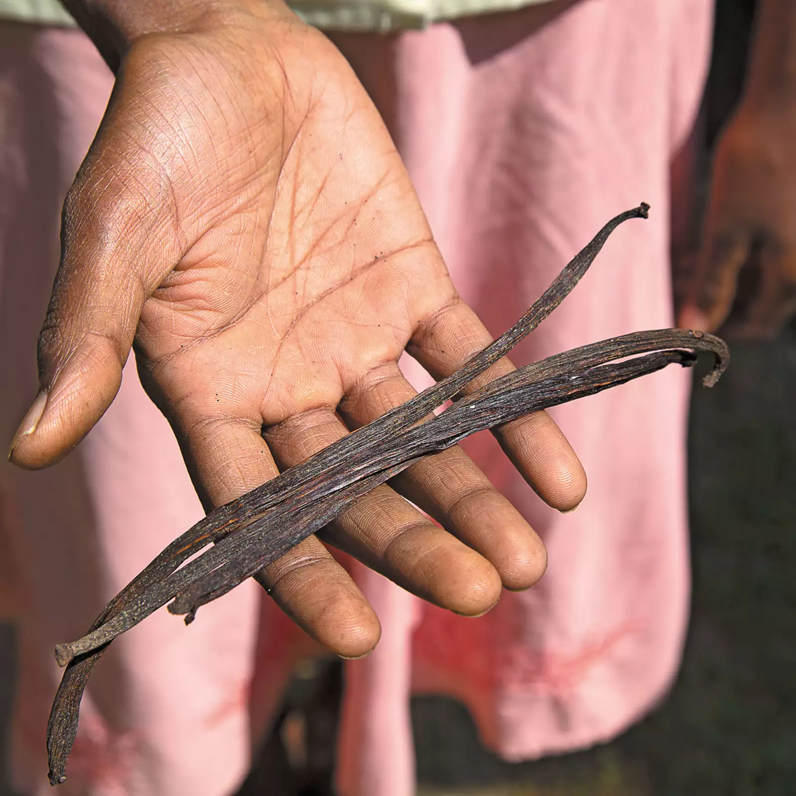 Vanilj från Sri Lanka