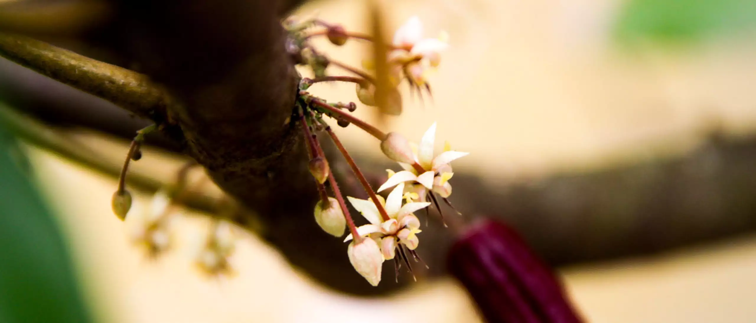 Blomma