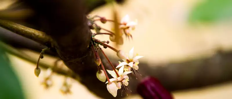 Blomma