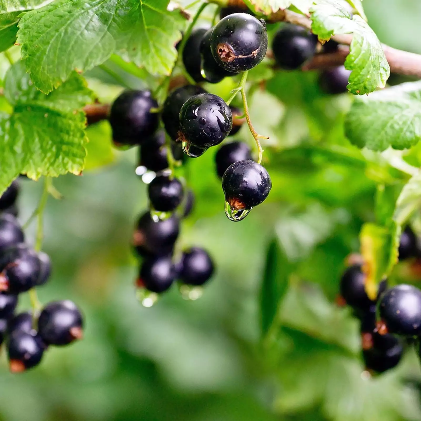 Trendsmak: Svarta vinbär