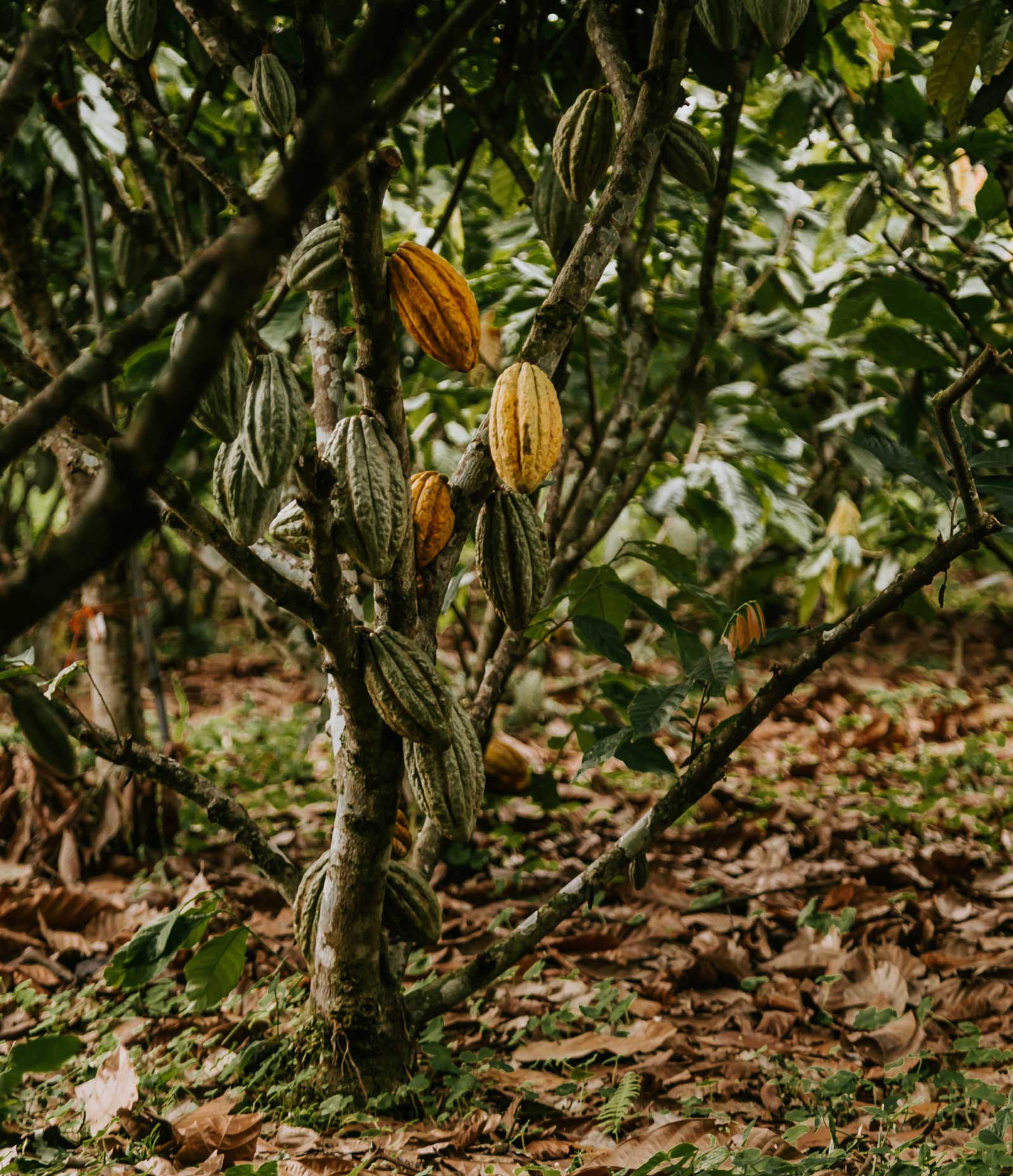 Kakaoträd