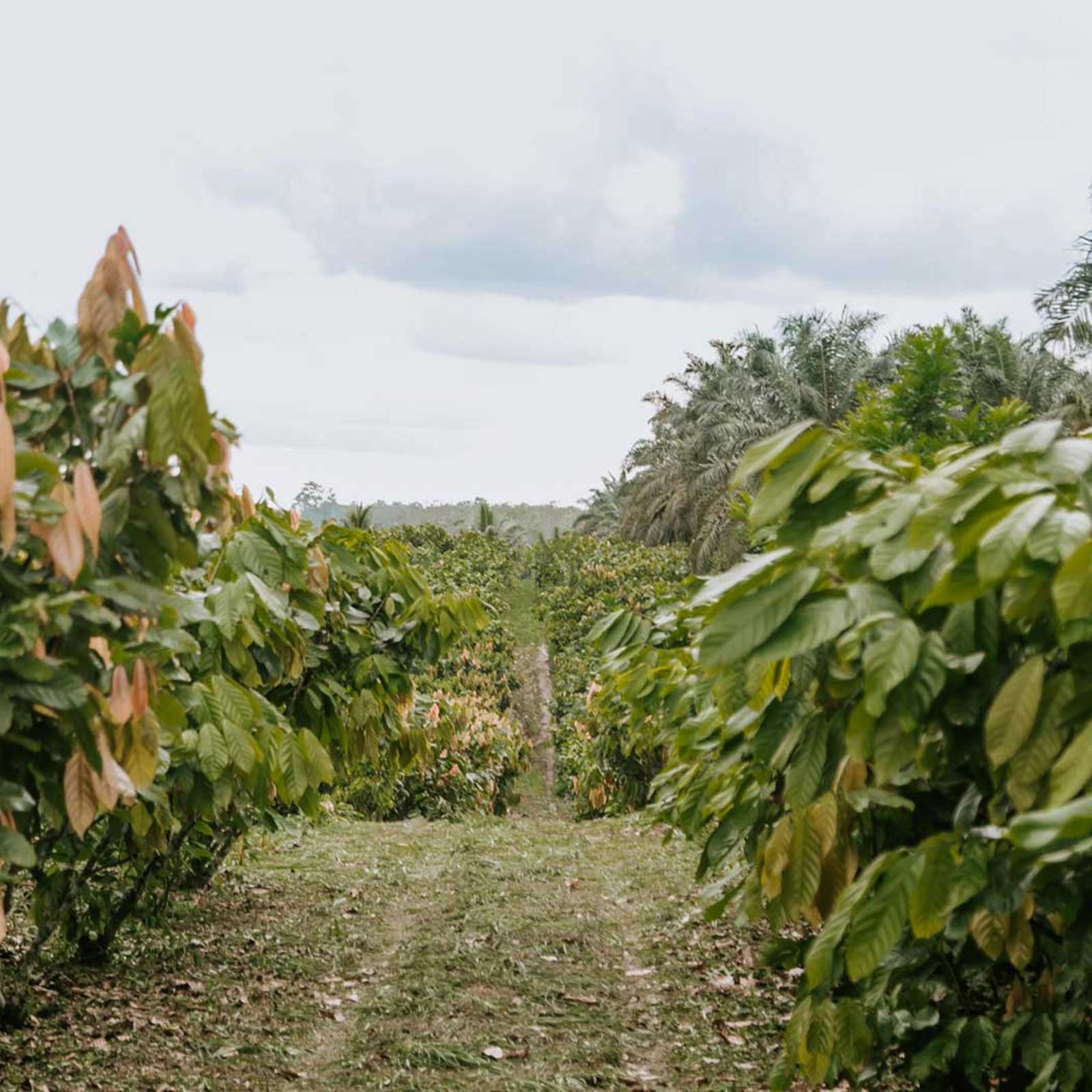Kakaoplantaget
