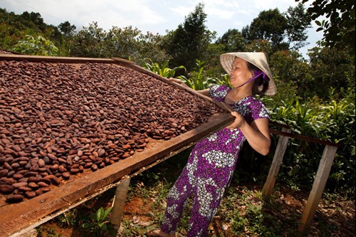 Kakaobonde och soltorkad kakao