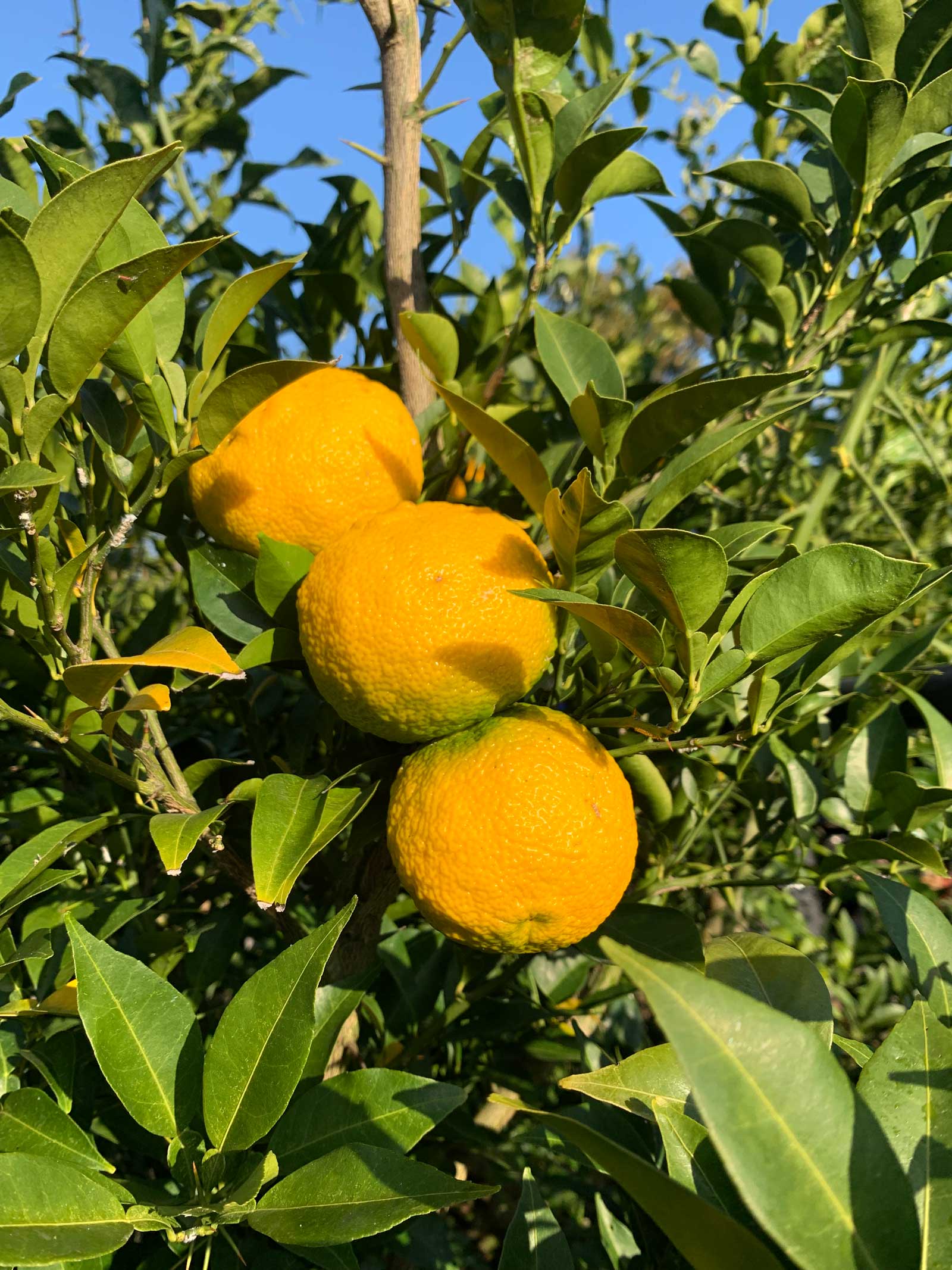 Yuzufrukt på träd